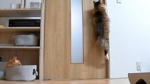 飛び上がる姿