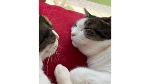 寝ている猫