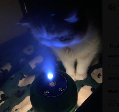 ライトをのぞき込む猫