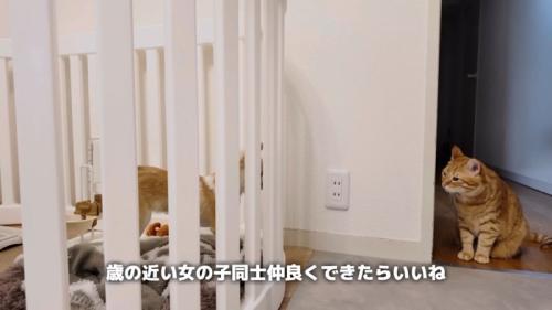 チワワと座った茶トラ猫が見つめ合う