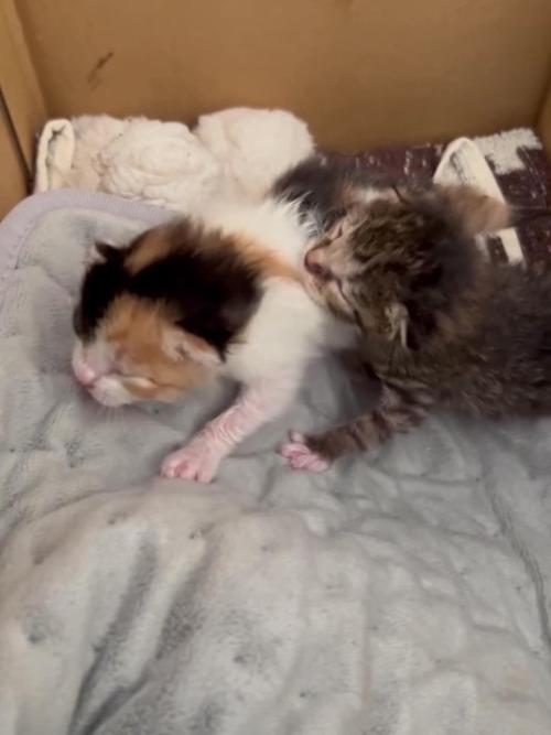 箱の中にいる2匹の子猫