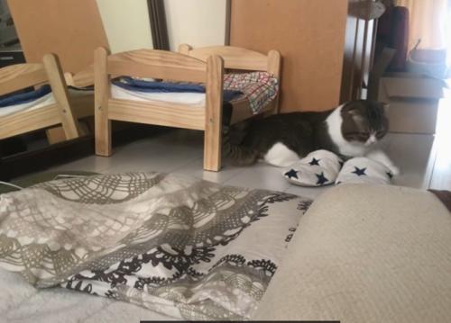 近くで待機する猫
