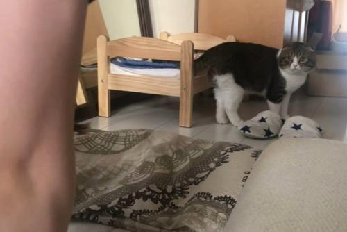 飼い主さんを見つめる猫