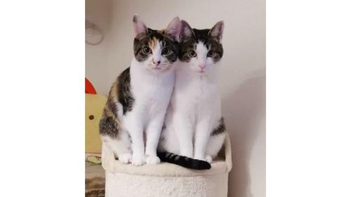 室内にいる猫