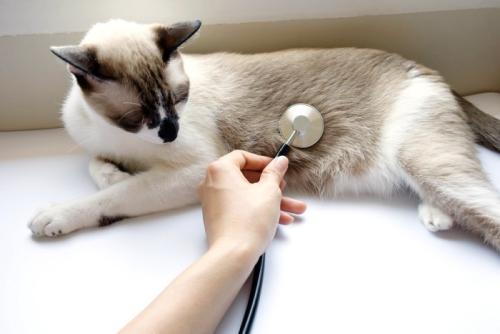 お腹に聴診器を当てられている猫