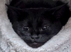 ペット用ベッドの中から飼い主を見つめる猫