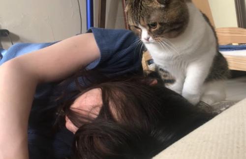 じっと様子を見る猫