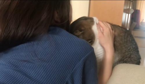 起きた飼い主に撫でられる猫