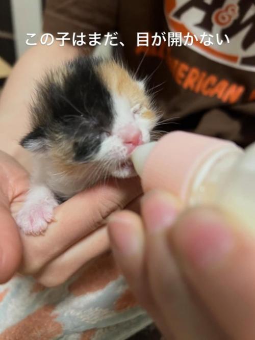 ミルクを飲む子猫