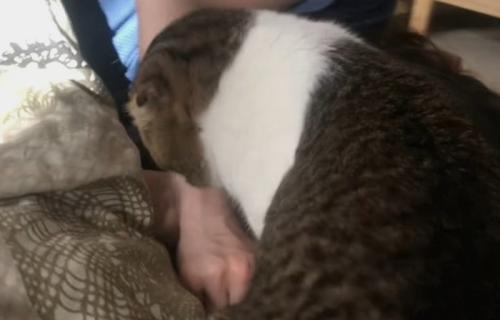 距離を詰める猫