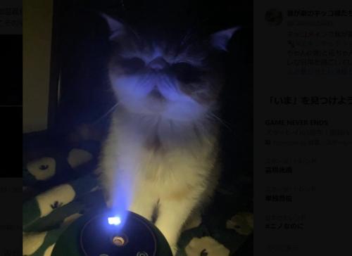 ライトを下から浴びる猫の上半身