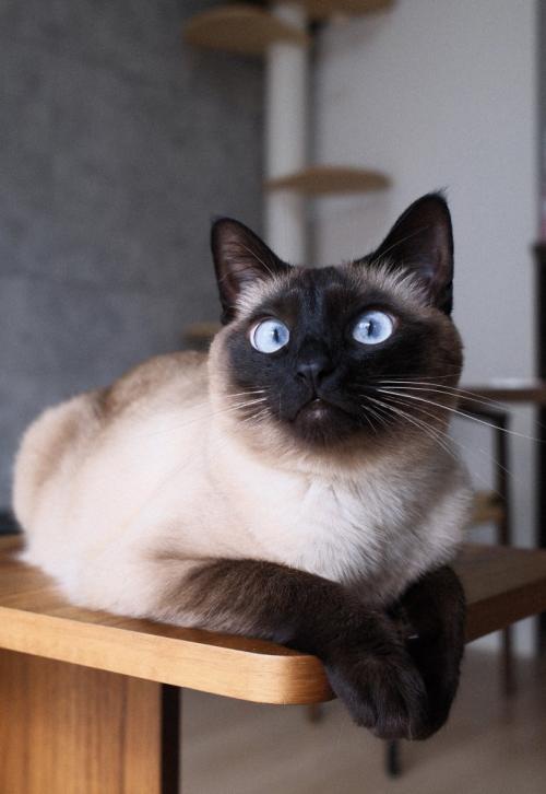 座っている猫