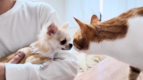 抱っこされたチワワと鼻先を合わせる猫