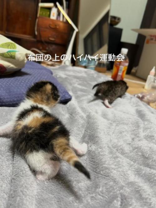2匹の子猫の後ろ姿