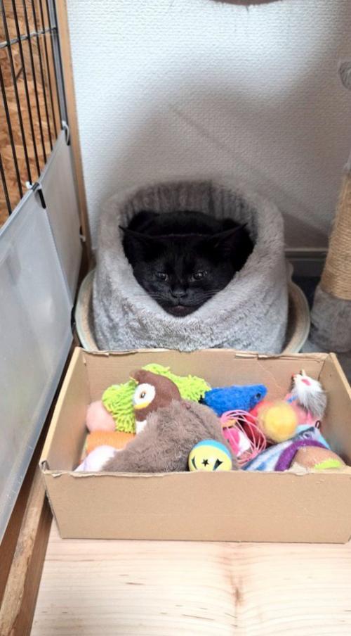 ペット用ベッドに入っている猫