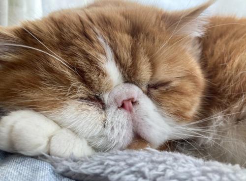 眠る猫