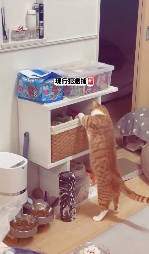後ろ足で立ってカゴの中に前足を入れている茶白猫
