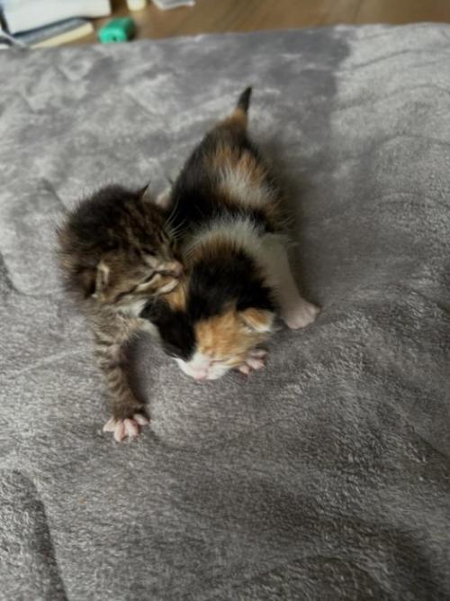 寄り添う2匹の子猫