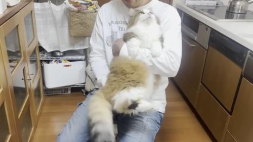 飼い主さんに甘える猫