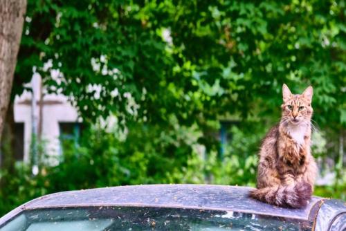 車の屋根の上からしっぽ巻き座りで睨む猫