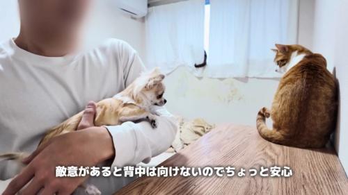 抱っこされたチワワと背を向けて座る猫