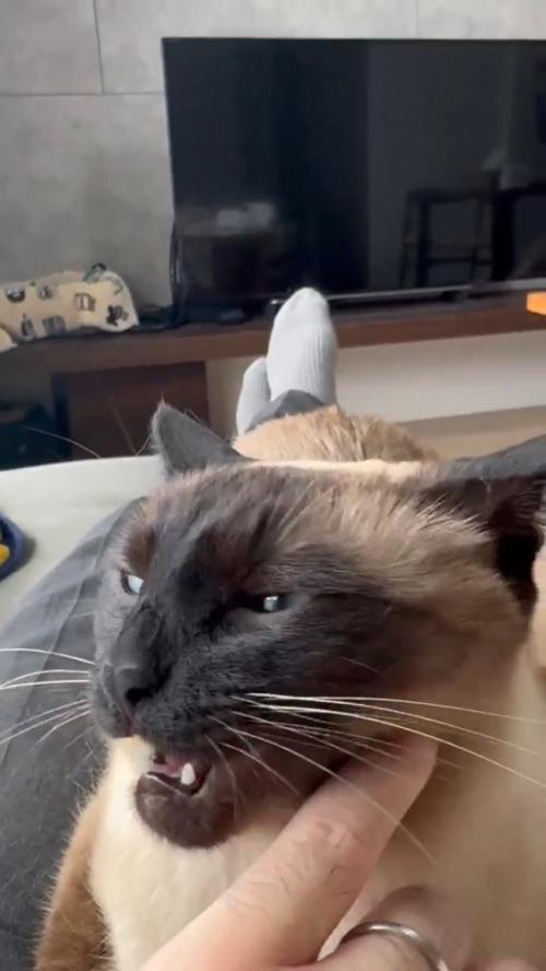 頬をなでられる猫