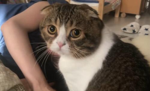 カメラをじっと見つめる猫