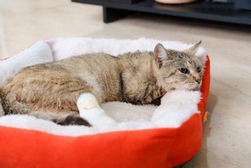 足に包帯を巻いてベッドに寝転ぶ猫