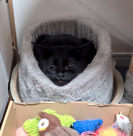三角形の姿に見えている猫