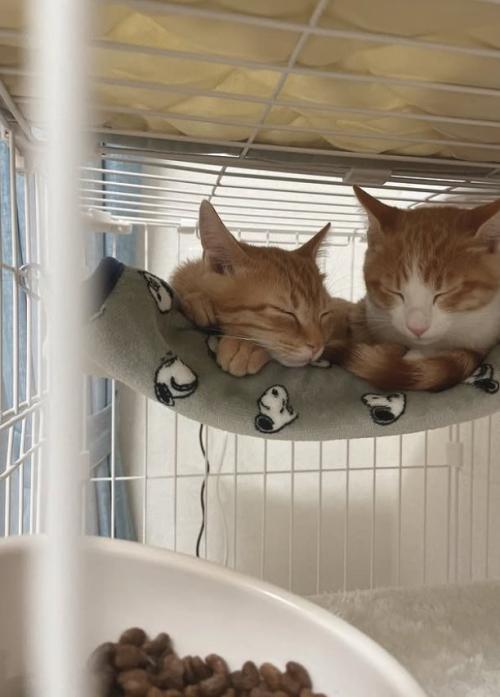 ハンモックの上で並んで寝ている2匹の子猫