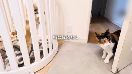 ケージの中で立ち上がったチワワとそっぽを向いた三毛猫