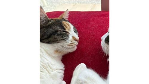 寝ている猫