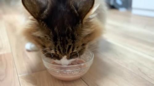 ご飯