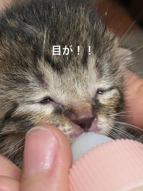 少し目が開いた子猫