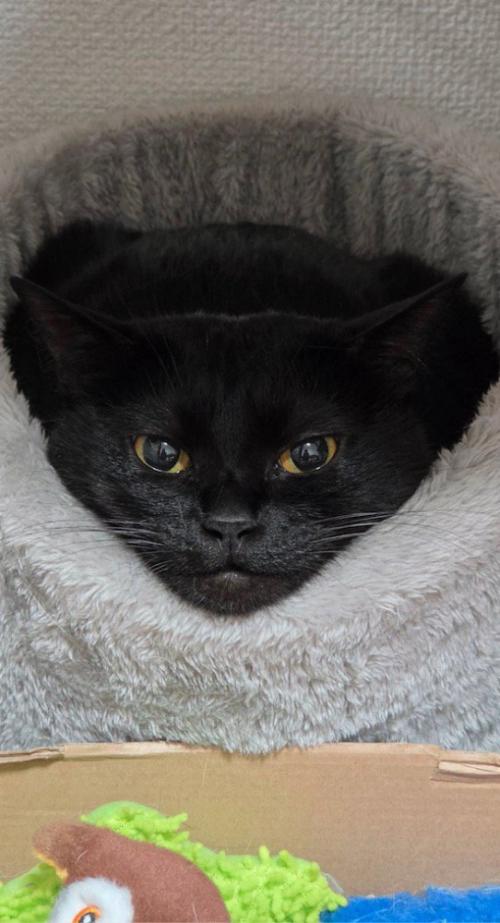 グレーのペット用ベッドに入っている猫