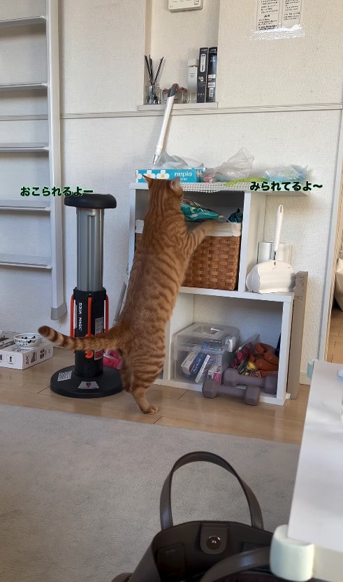 後ろ足で立ってカゴから袋を取り出している茶トラ猫