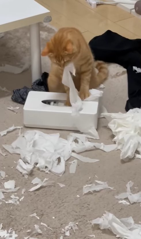ティッシュ箱からティッシュを引っ張り出している茶トラ猫