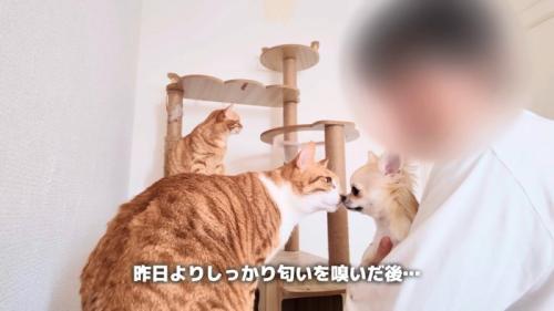 猫2匹と抱っこされたチワワ