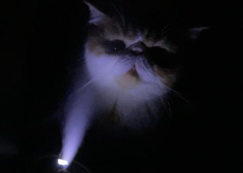 光を下から浴びる猫の顔全体