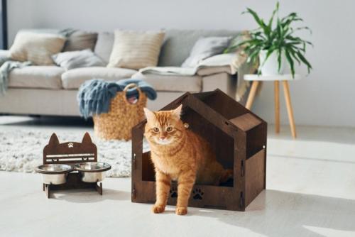キャットハウスから体を出している猫