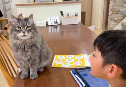 男の子とテーブルの上の猫