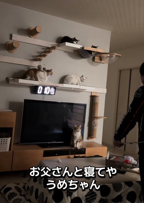 猫たちに尋ねるお父さん4