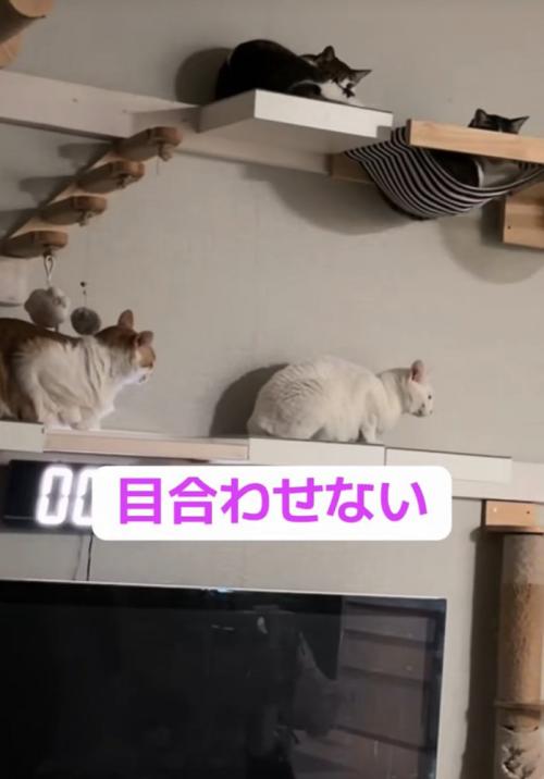 目を逸らす猫たち