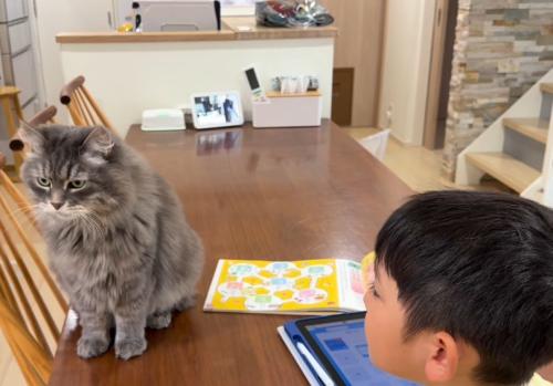 男の子とテーブルの上の猫
