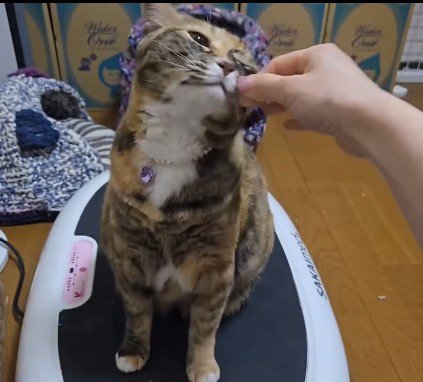 ブルブルマシンの上に乗っている猫