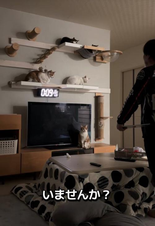 猫たちに尋ねるお父さん3