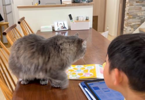 男の子とテーブルの上の猫