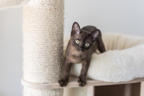 かわいいバーミーズの子猫