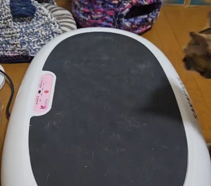 ブルブルマシンの横を歩いている猫