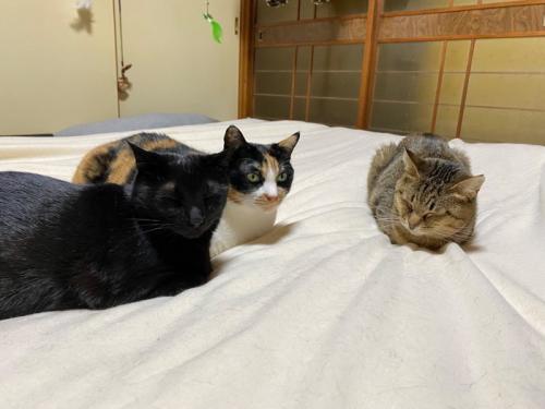 集合してくつろぐ黒猫・三毛猫・キジトラ猫